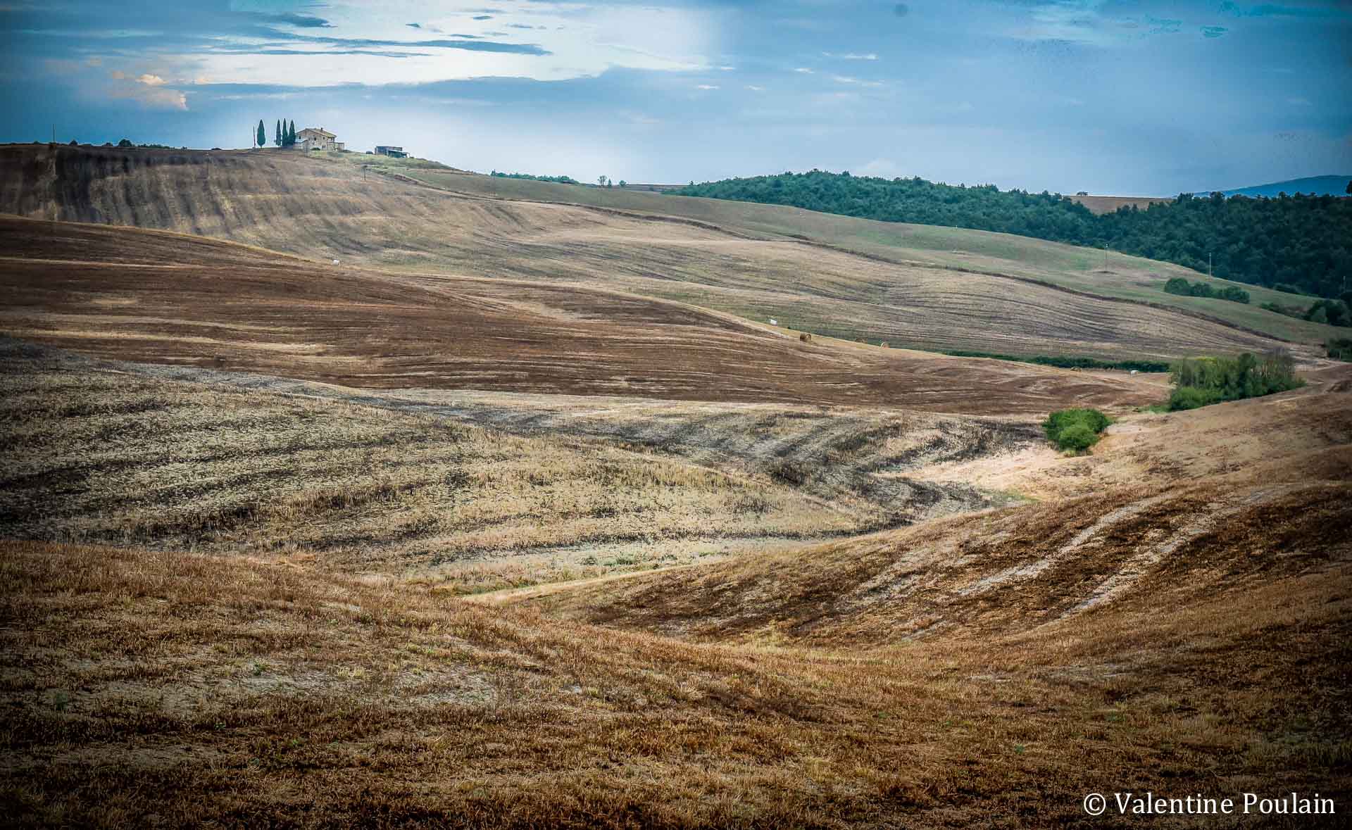 Toscane cyprès - Valentine Poulain