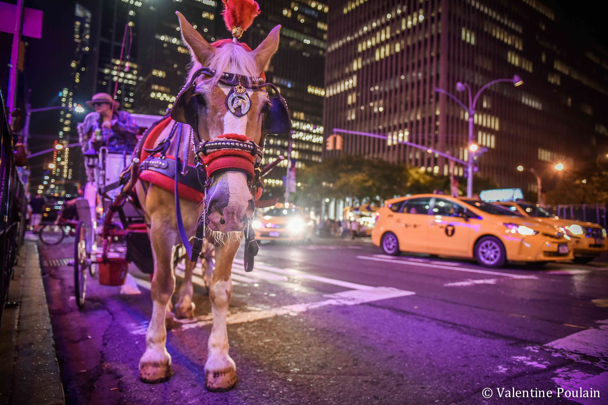 New-York Cheval 5eme Avenue - Valentine Poulain