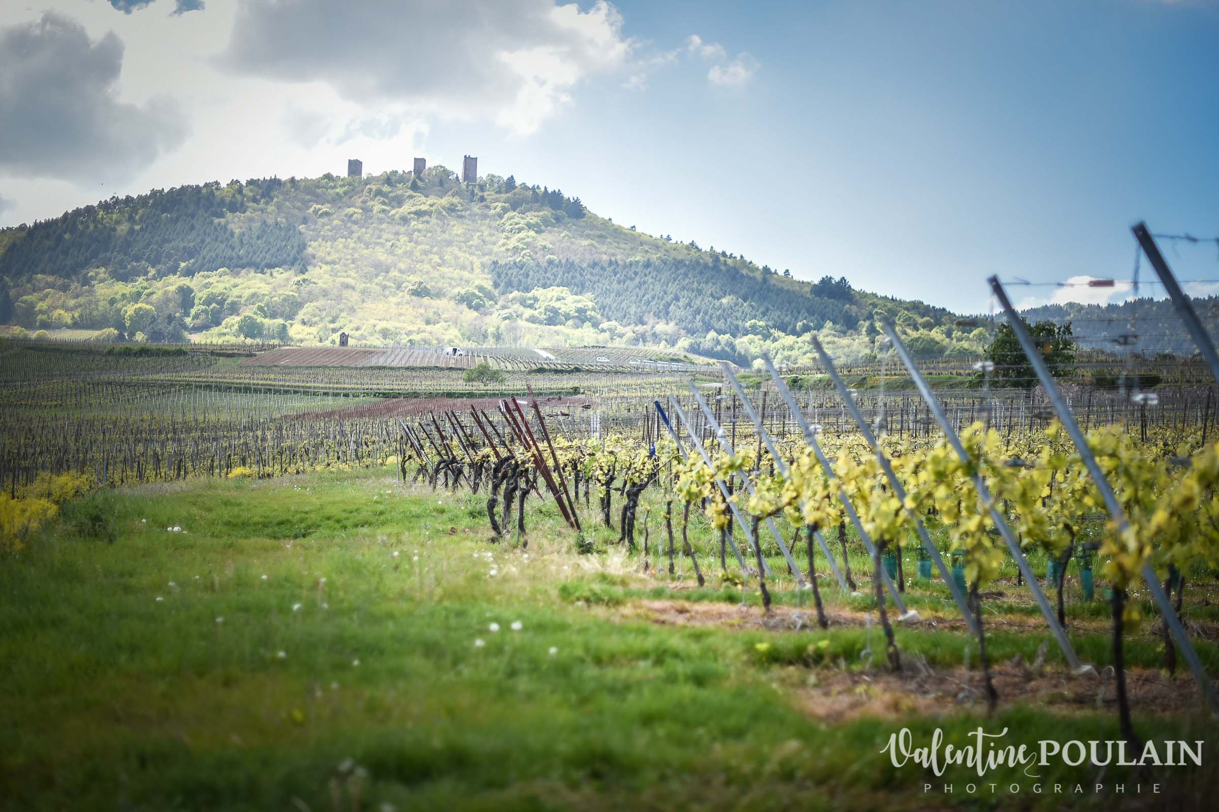 Domaine viticole Hebinger - parcelle vignoble