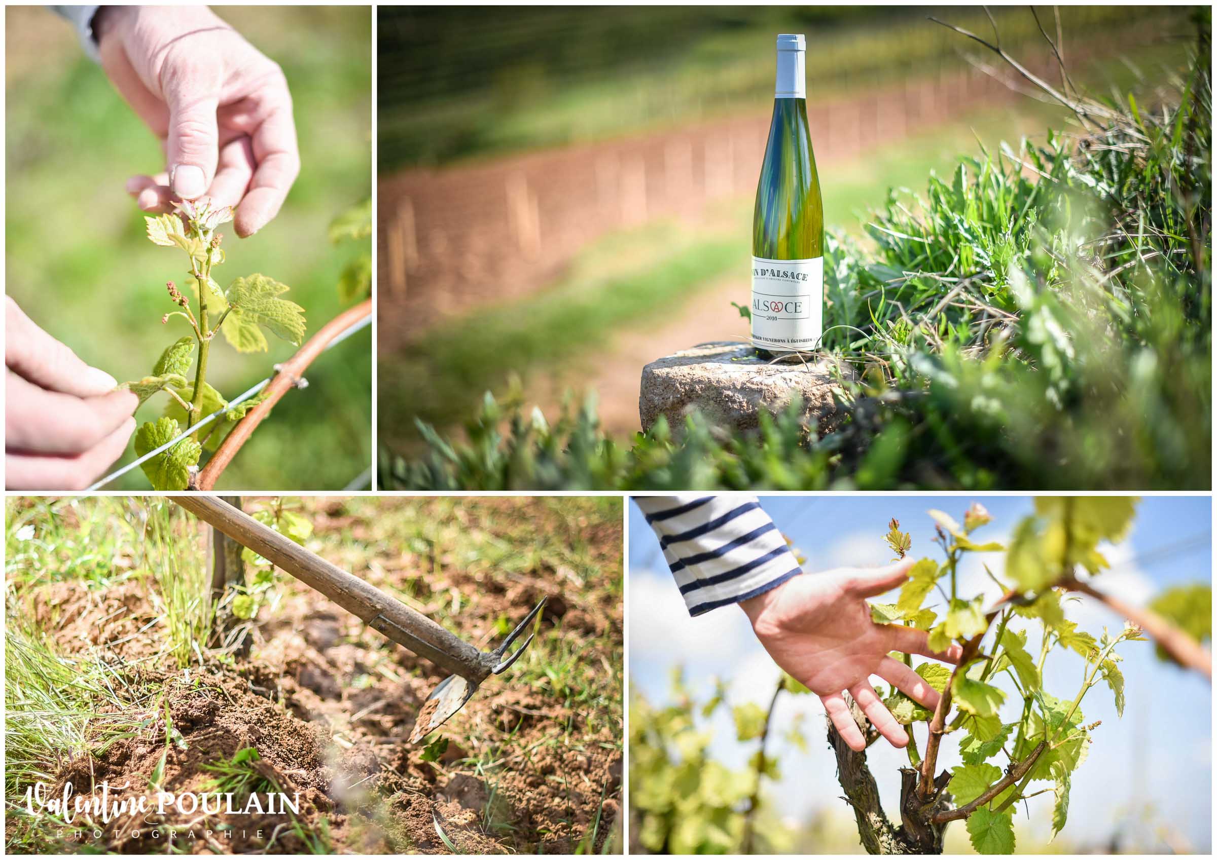 Domaine Hebinger bio