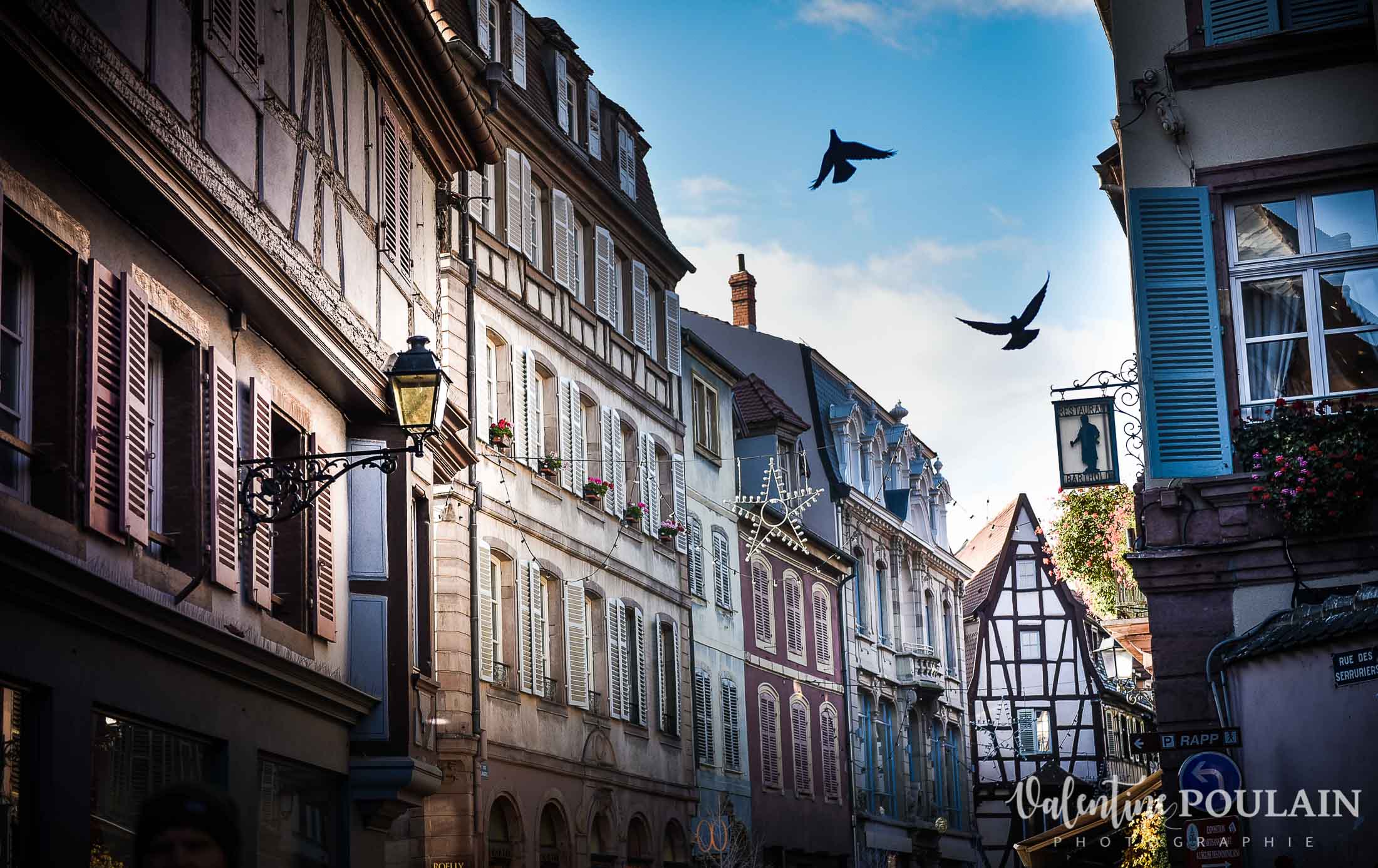 Photo Colmar Valentine Poulain oiseaux