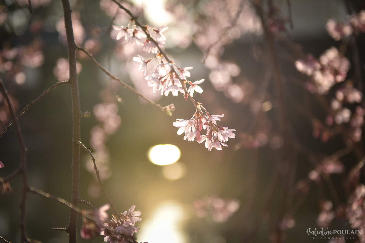 Shooting couple Japon Tokyo Valentine Poulain cerisier