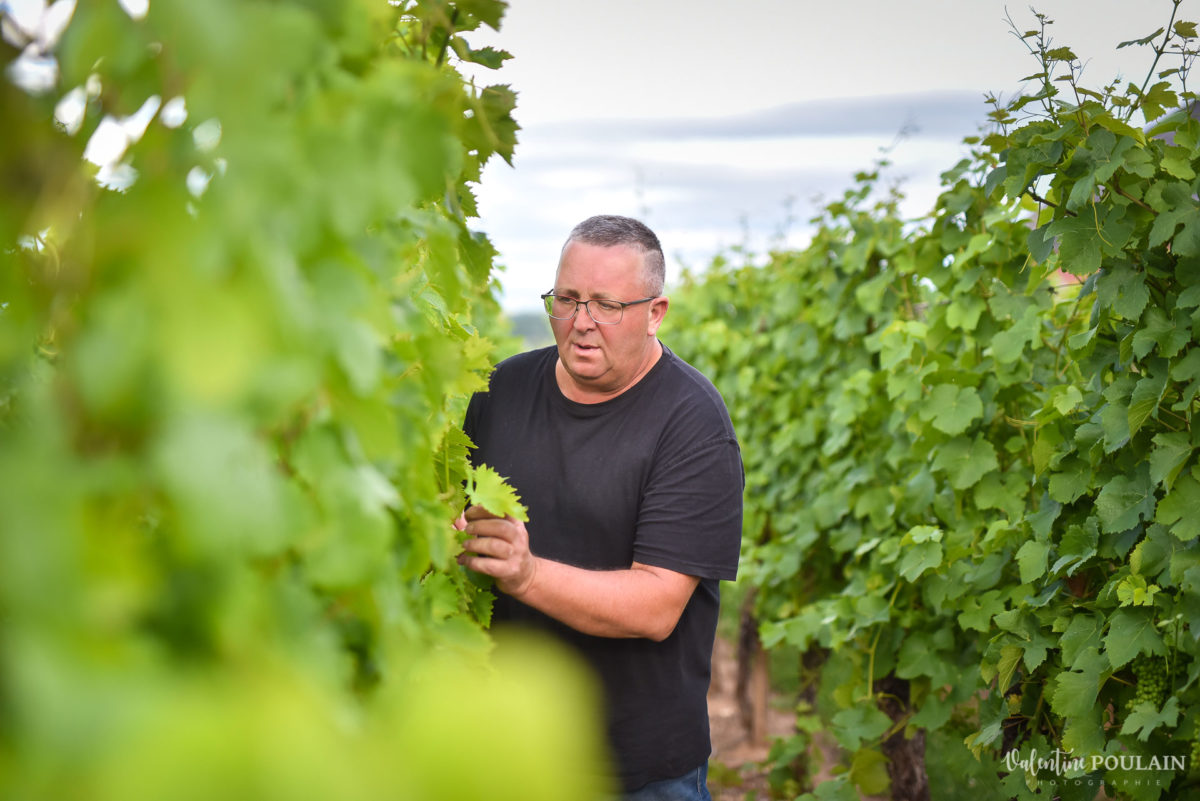 palissage Photo corporate Domaine vigneron - Valentine Poulain